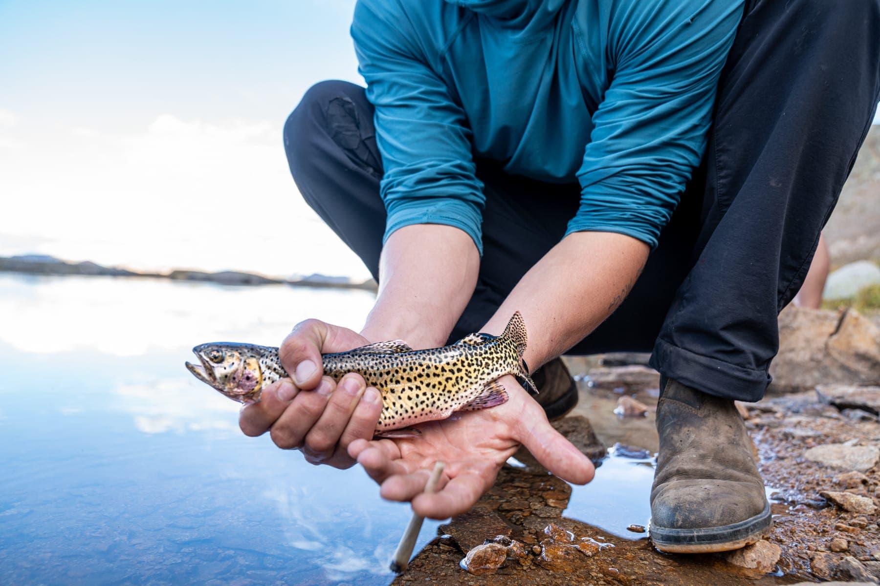 Crouched at the water's edge, cradling a spotted trout before its release
